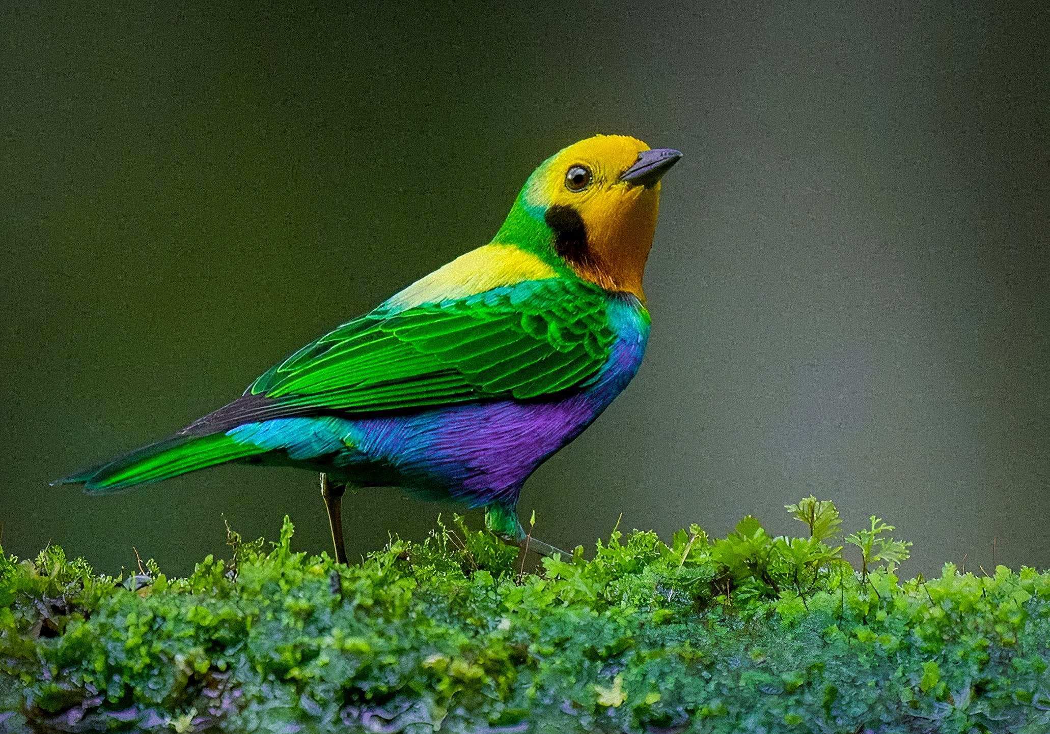 image of a colorful bird